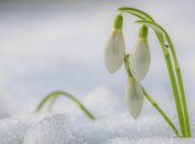 Весна пришла