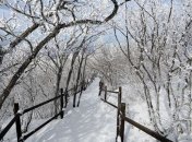 Прогноз погоды в Украине на 4 февраля: в стране потеплеет