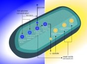 Раскрыта тайна изменчивости бактерий в космосе 