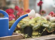 Как поливать цветы, чтобы они быстрее росли