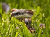 Современные противозмеиные сыворотки оказались бесполезными