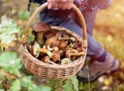 Один гриб, собранный в запрещенном месте, обойдется нарушителю в 75 грн