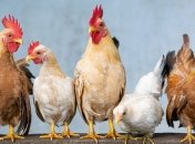 Найбільшими споживачами української курятини є Саудівська Аравія та Нідерланди