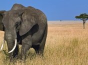 В Зимбабве вдвое увеличилась популяция слонов