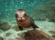 Заглянуть в глубины Атлантического океана стало возможным