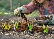 Пожелтевший зеленый лук