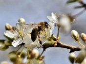 Зосима Пчельник: приметы и обряды на 30 апреля