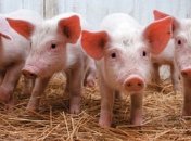 На Харьковщине и Черниговщине зафиксировали новые вспышки вируса АЧС