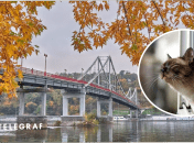 Погода в Україні