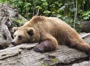 Способности впечатляют: даже в спячке животные контролируют метаболизм