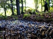 Из-за рекордного урожая грибов больницы могут быть переполнены