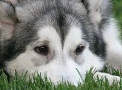 Врачи уверяют, что настроение зависит от активности мозга