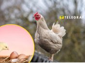 Нужно ли отапливать курятник