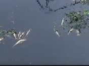 Экоинспекция не нашла химии в реке Остер