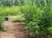 В Одесской области на островах обнаружен незаконный посев конопли