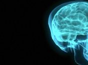 Объем человеческого мозга можно бесконечно увеличивать