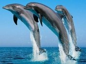 Минобороны РФ решило купить пять дельфинов