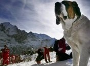 Названа лучшая собака Украины