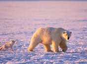 Арктика: перспективы развития 