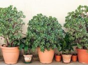 Некоторые комнатные растения требуют минимум ухода и радуют хозяев