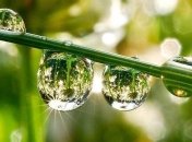 7 июня 2015, примета дня. День медвяных рос