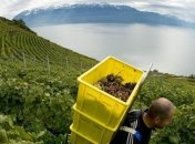 Ученые открыли новые целебные свойства винограда