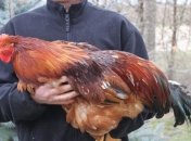 Чоловік з Івано-Франківська відкрив новий незвичний бізнес