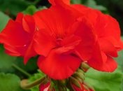 Яркие цветы герани не оставят равнодушными