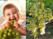 Кишмиш Століття — найкращий виноград без кісточок в Україні