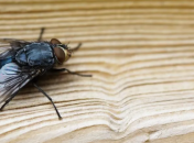 Хитрощі боротьби з комахами в приміщенні