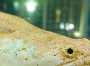 Биологи смогли научить рыб ходить