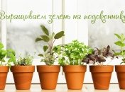 Красиво и полезно: как выращивать зелень дома круглый год