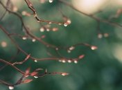 Прогноз погоды в Украине на сегодня: дожди почти во всех областях