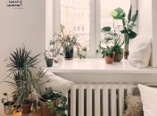 При хорошому догляді ці рослини радуватимуть очі та душу.