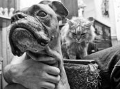 Министерство хочет штрафовать за собачье дерьмо