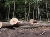 Гройсман организует аудит по вырубке лесов