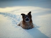 Остаток января порадует украинцев снежной погодой