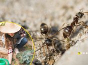 Как избавиться от муравьев на огороде