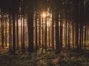 Крал гослес: На Волыни задержали преступника