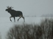 Охотник, застреливший беременную самку, заплатит штраф