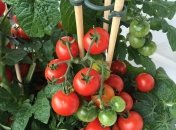 Выращивание томатов – дело трудоемкое