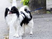 Собаки и кошки Японии бьют рекорд долгожительства