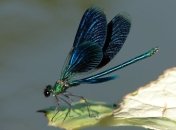 Насекомые обладают интеллектом? 