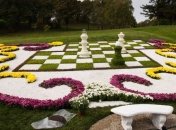 Выставку хризантем посетили 85 тысяч киевлян и гостей столицы