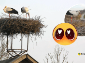 Гнездо птиц