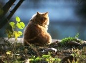 День Кота отметят в Одесском зоопарке