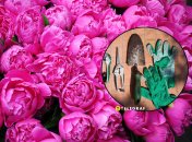 Чтобы пионы пышно цвели, о них надо позаботиться еще перед зимой