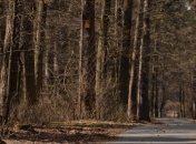Всемирный банк поможет с инвентаризацией лесов в Украине