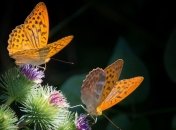 Биологические виды под угрозой вымирания в ближайшие десятилетия