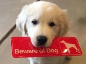 "Осторожно, злой пес": ну очень и очень "злющие" собачки